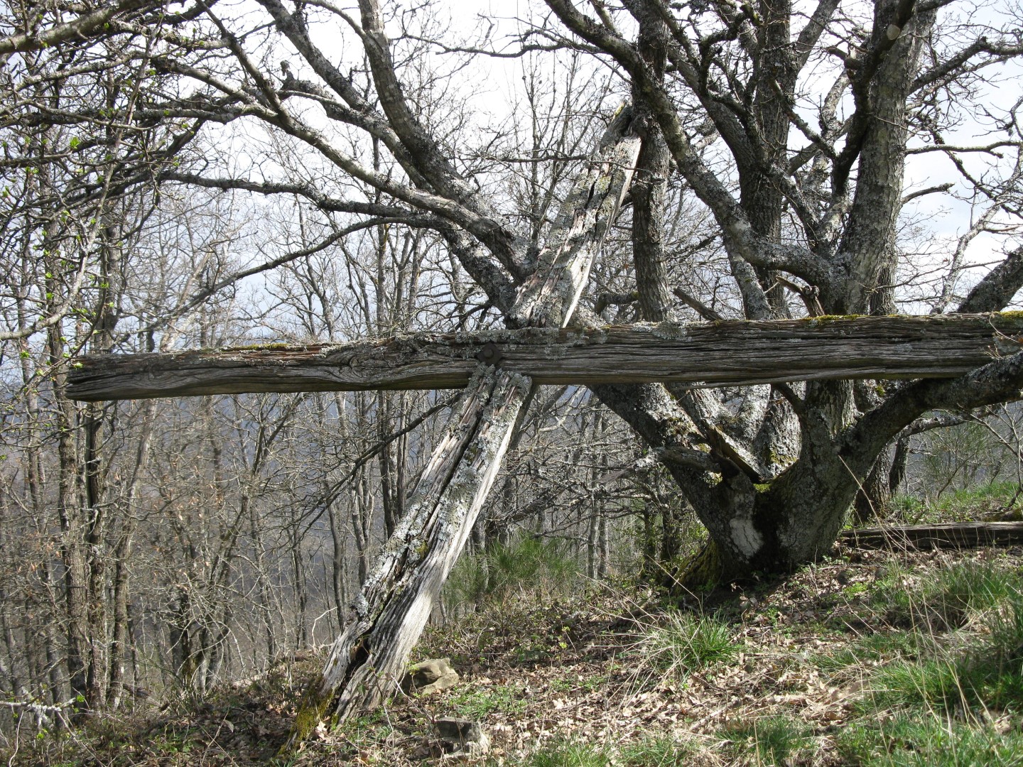 Immagine della croce del Monte Favalto Rocca montanina Monte